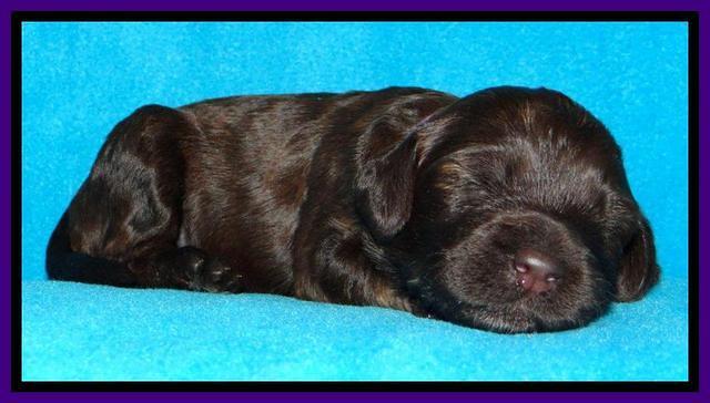 SC pups 2 wks old 91