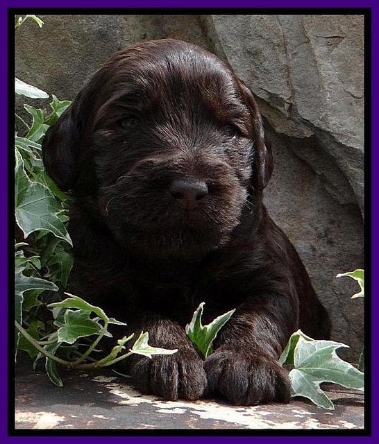 SC pups 3 wks old 261