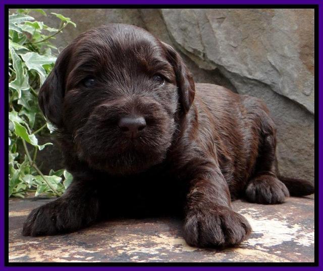 SC pups 3 wks old 281