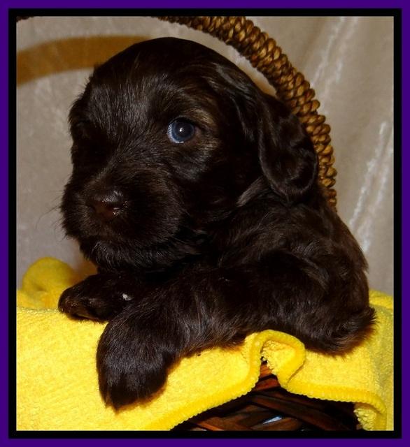 SC pups 4 wks old 181