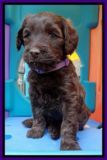 SC pups 5 wks old 120
