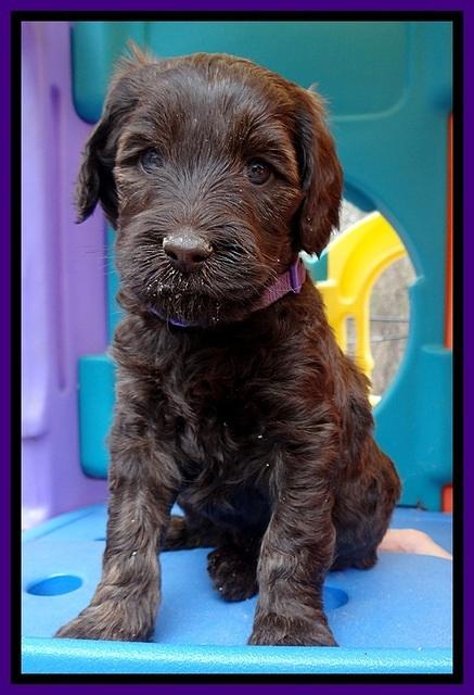 SC pups 5 wks old 130