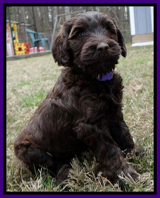 SC pups 6 wks old 281