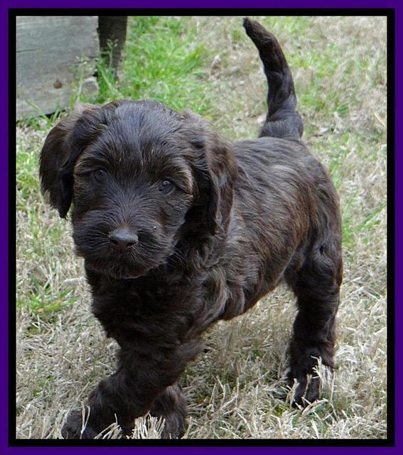 SC pups 6 wks old 291