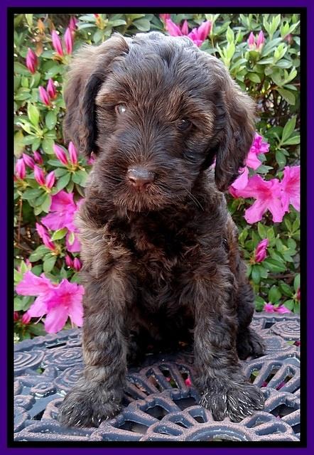 SC pups 7 wks old 110