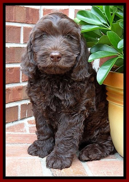 SC  pups 8 wks old 172