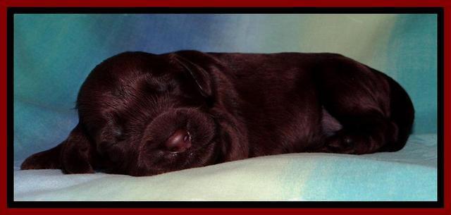 SC pups 1 wk old 101