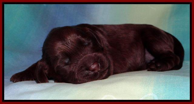 SC pups 1 wk old 121