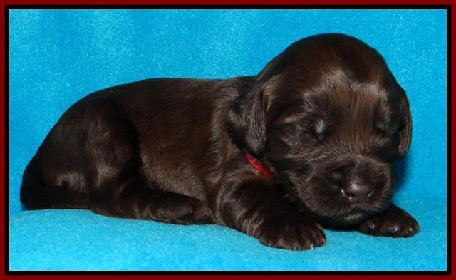 SC pups 2 wks old 301