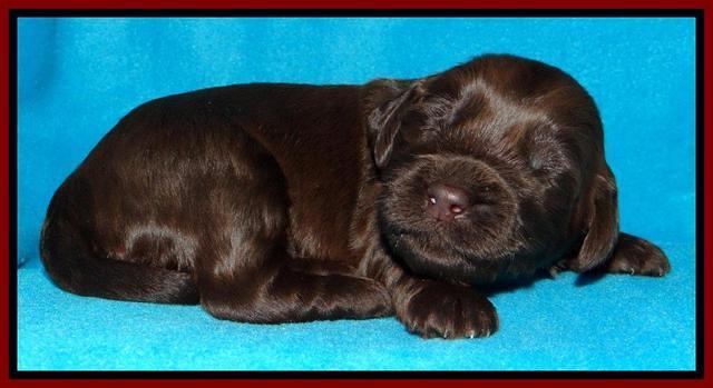 SC pups 2 wks old 321