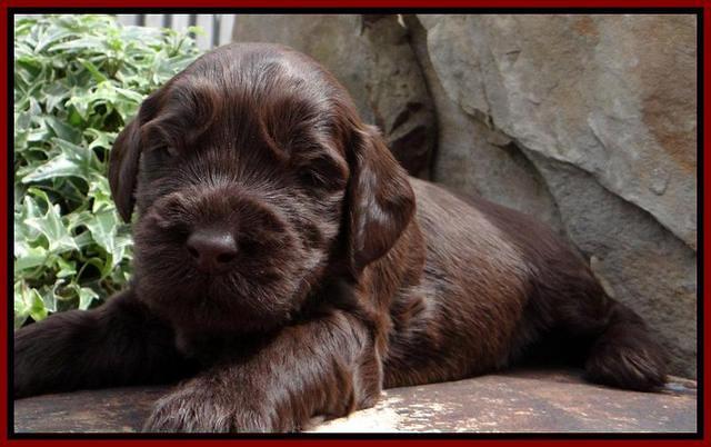 SC pups 3 wks old 301