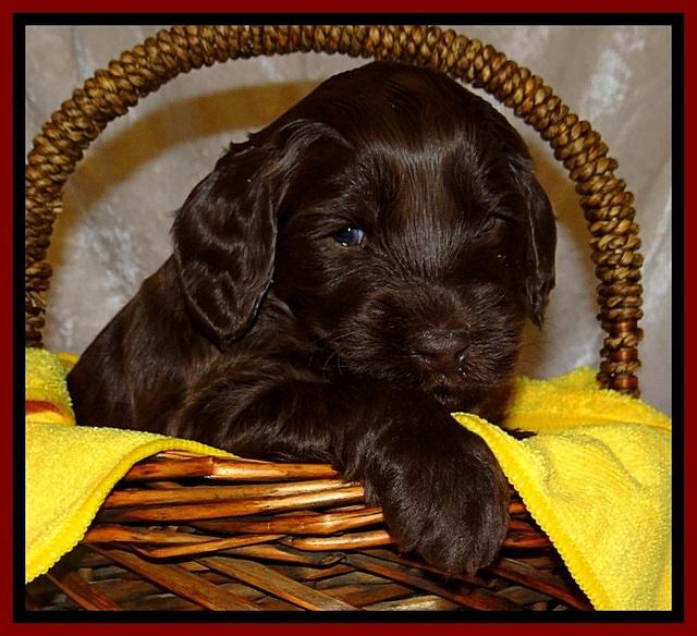 SC pups 4 wks old 131