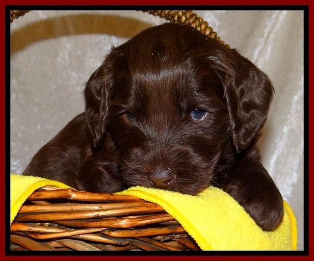 SC pups 4 wks old 141