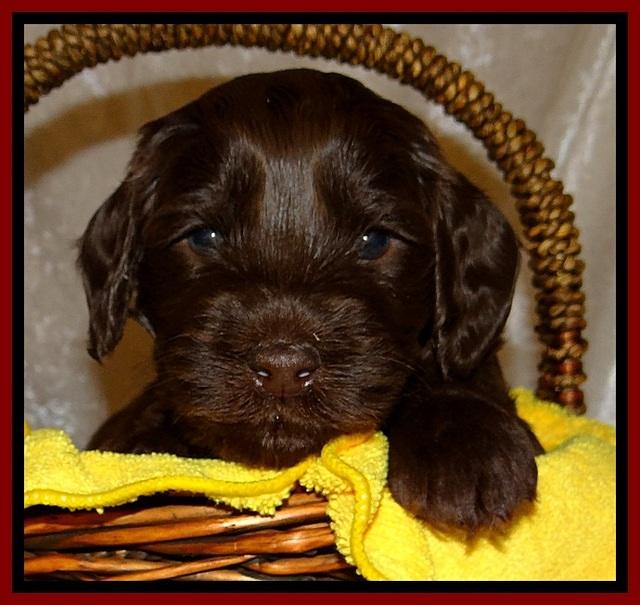 SC pups 4 wks old 151