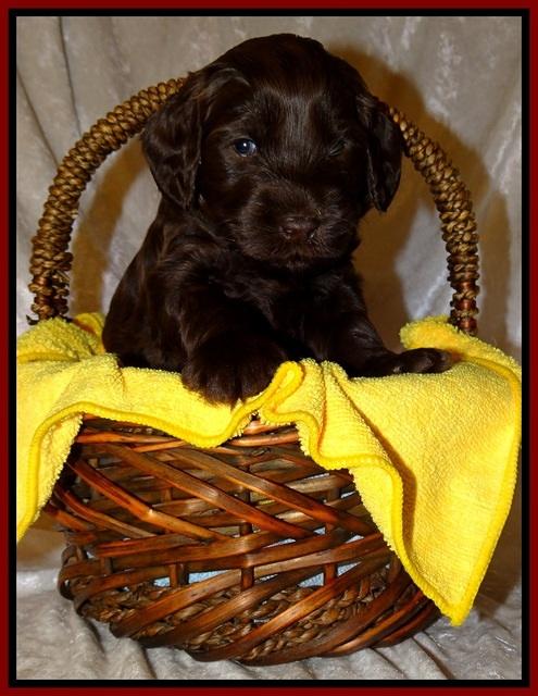 SC pups 4 wks old 171