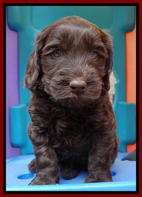 SC pups 5 wks old 150