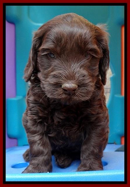 SC pups 5 wks old 160