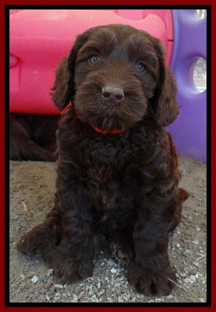 SC pups 6 wks old 331