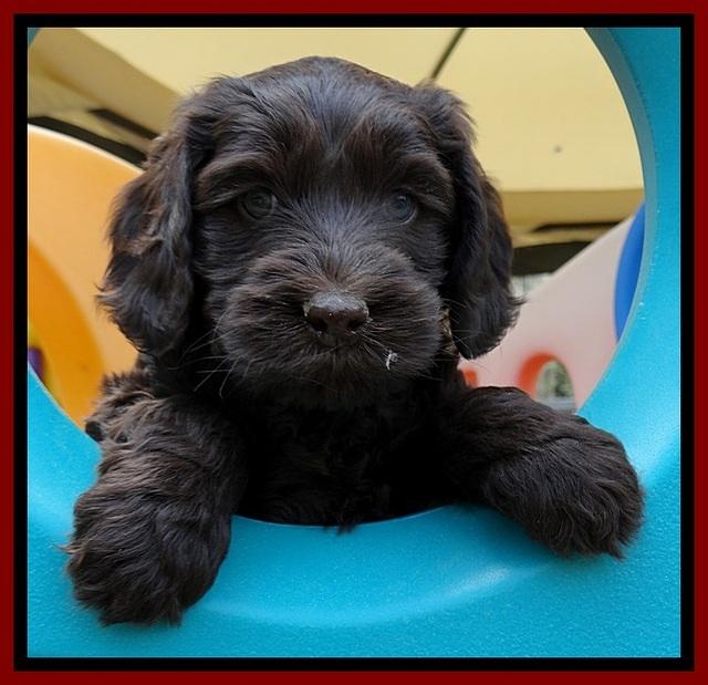 SC pups 6 wks old 341