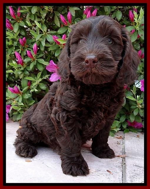 SC pups 7 wks old 10
