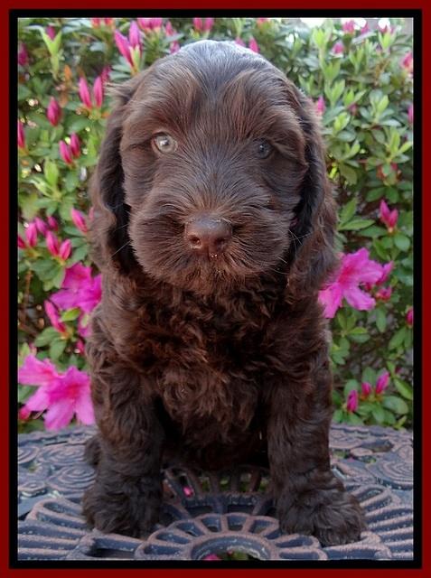 SC pups 7 wks old 20
