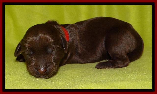  SC pups one day old 141