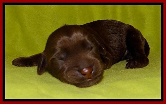  SC pups one day old 151