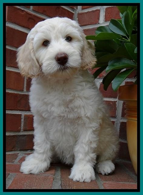 SC  pups 8 wks old 102
