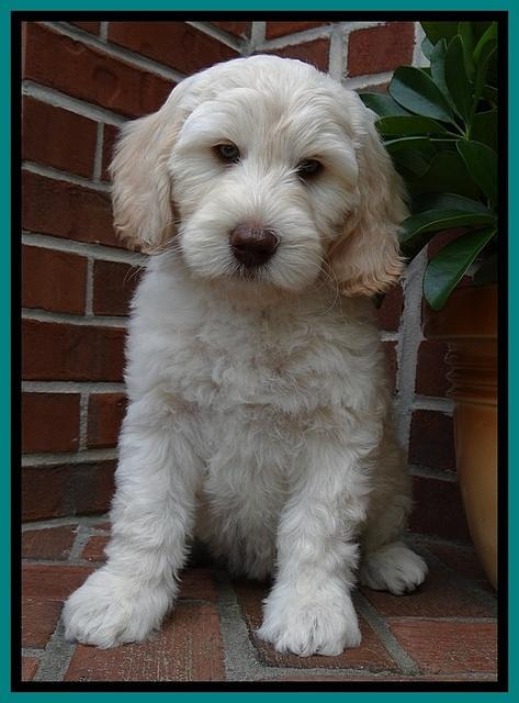 SC  pups 8 wks old 92