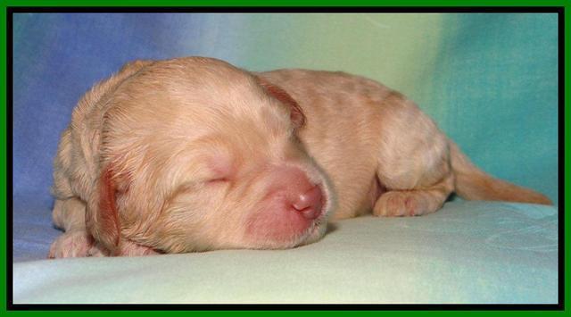 SC pups 1 wk old 71