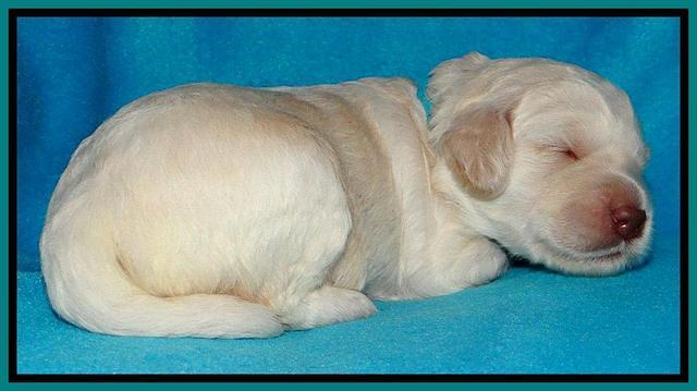 SC pups 2 wks old 121