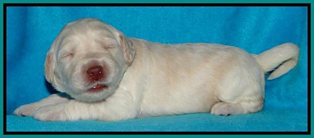 SC pups 2 wks old 151