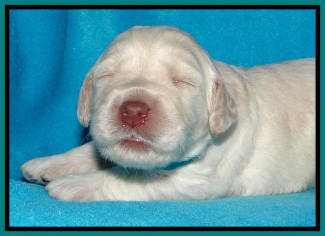 SC pups 2 wks old 161