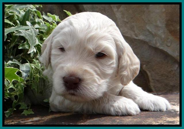 SC pups 3 wks old 391