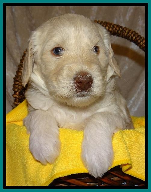 SC pups 4 wks old 281