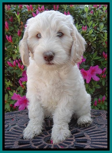 SC pups 7 wks old 240
