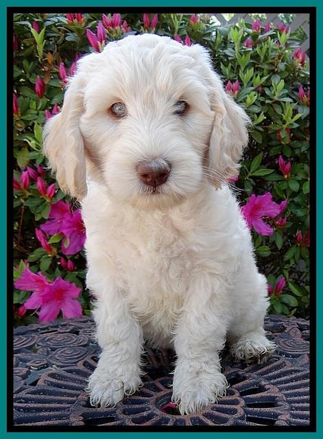 SC pups 7 wks old 250