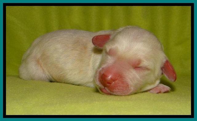  SC pups one day old 211
