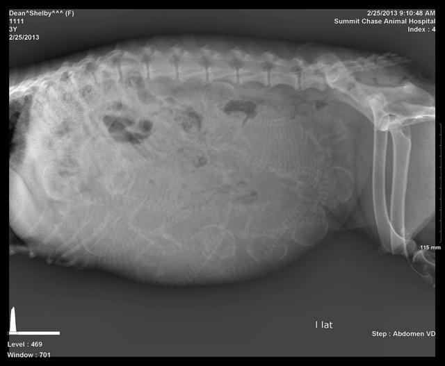 xrays preg 1 4