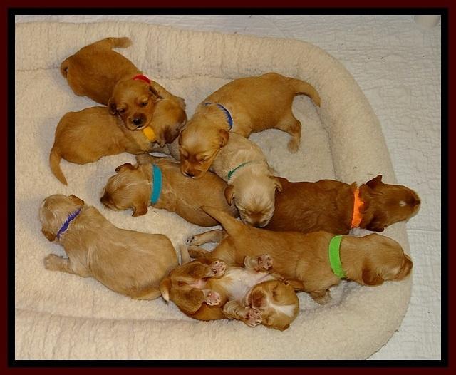 Sky Reagan pups 2 wks old 311