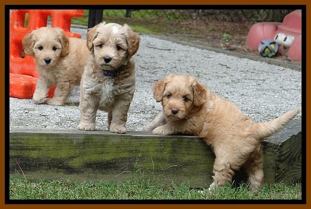Sky Reagan pups 6 wks old 10