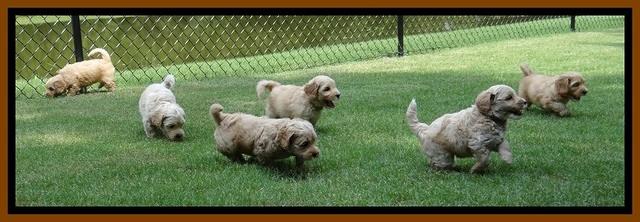 Sky Reagan pups 6 wks old 600