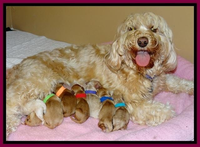 SkyReagan pups newborn 11