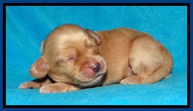 Sky Reagan pups 1 week old 41