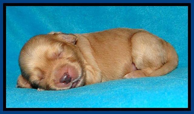 Sky Reagan pups 1 week old 51