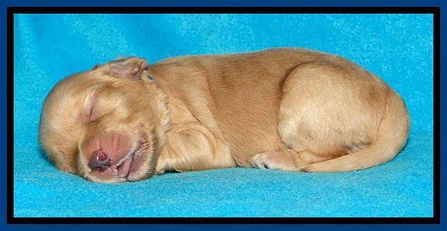 Sky Reagan pups 1 week old 61