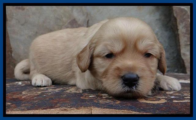 Sky Reagan pups 3 wks old 80