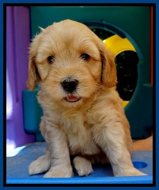 Sky Reagan pups 5 wks old 50