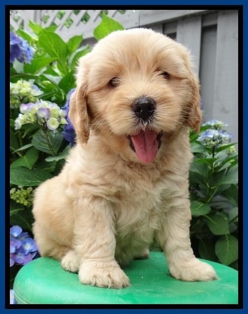 Sky Reagan pups 6 wks old 390