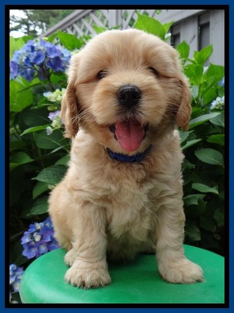 Sky Reagan pups 6 wks old 400